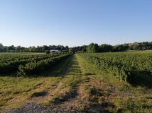 Działka rolna Wąwolnica. Zdjęcie 2