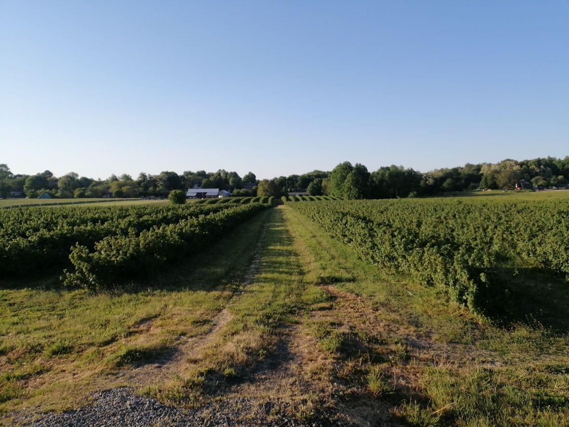 Działka rolna Wąwolnica. Zdjęcie 3
