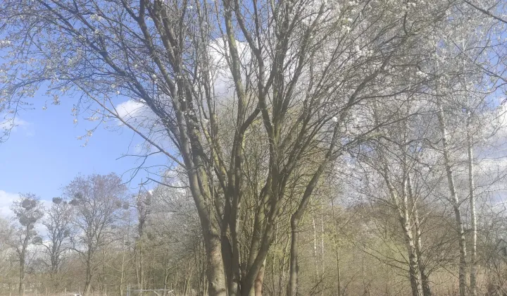 Działka budowlana Pęgów, ul. Adama Mickiewicza