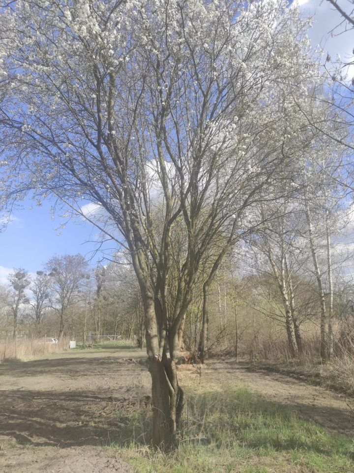 Działka budowlana Pęgów, ul. Adama Mickiewicza. Zdjęcie 1