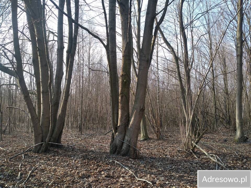 Działka rekreacyjna Wólka Nadrybska. Zdjęcie 2