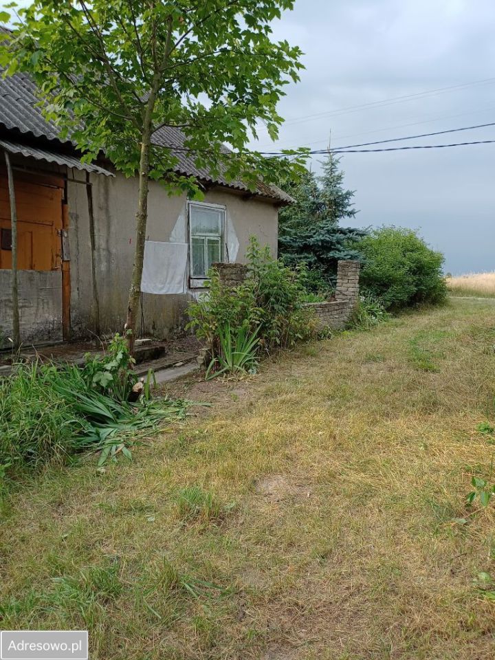 siedlisko Tchórzew-Kolonia. Zdjęcie 9