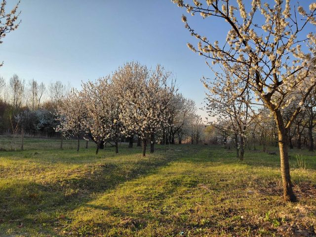 Działka budowlana Kraczewice Rządowe. Zdjęcie 1
