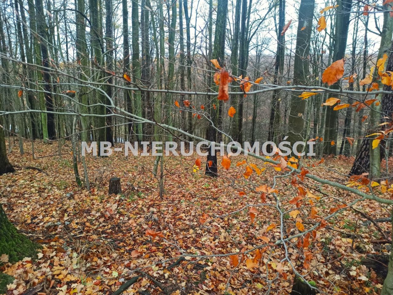 Działka rekreacyjna Skarpa. Zdjęcie 9