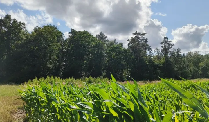 Działka budowlana Karski, ul. Akacjowa