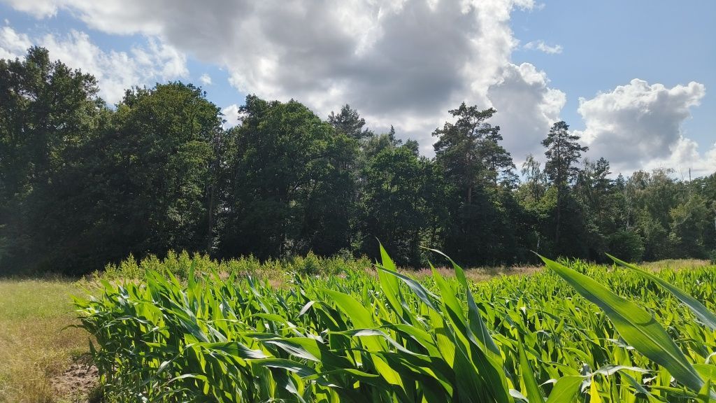 Działka budowlana Karski, ul. Akacjowa. Zdjęcie 1