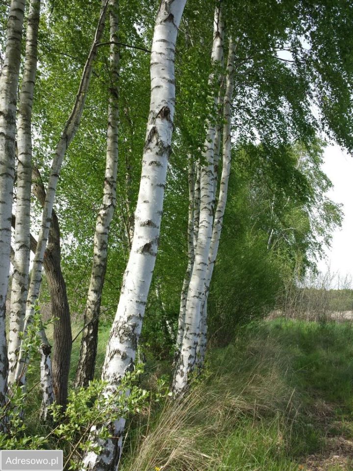 Działka inwestycyjna Zieleniewo, ul. ks. Jerzego Popiełuszki. Zdjęcie 4
