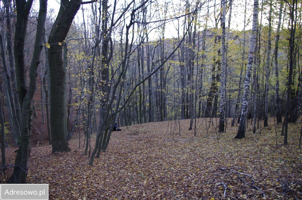 Działka budowlana Wiśniowa. Zdjęcie 2