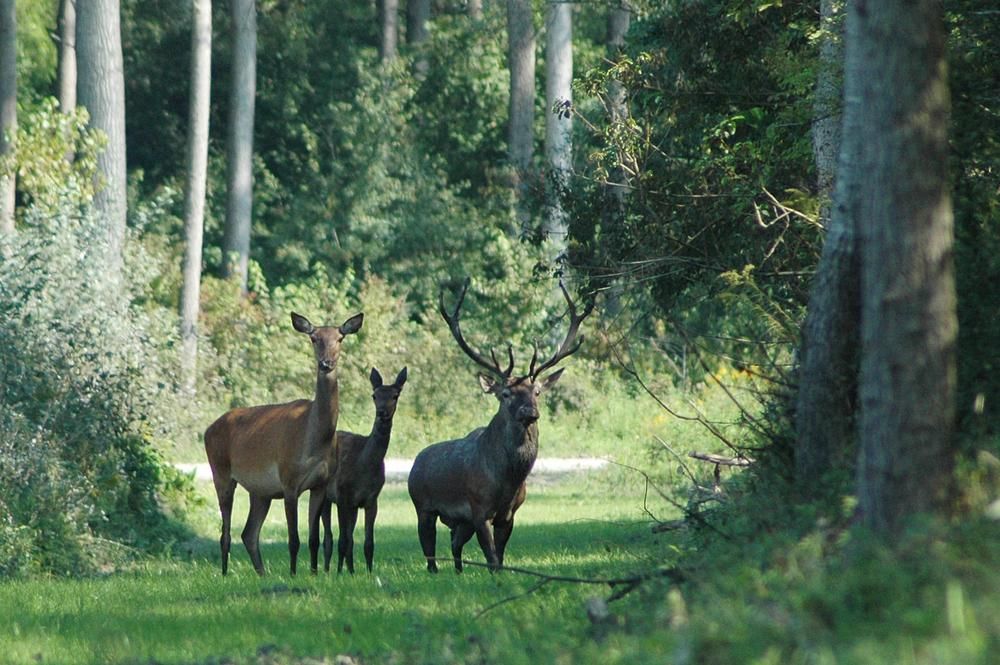 Działka budowlana Tyśmienica. Zdjęcie 11
