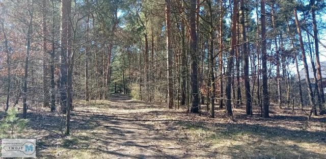 Działka leśna Morawica. Zdjęcie 3