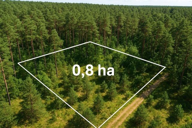 Działka leśna Ryków. Zdjęcie 1