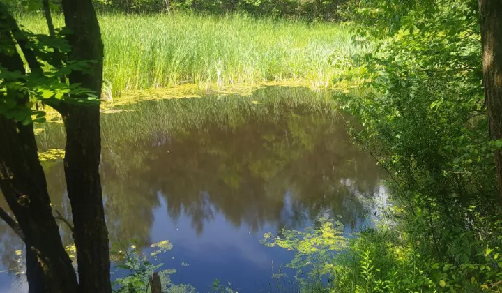 Działka budowlana Janopol, Janopol