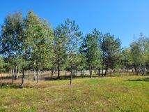 Działka rekreacyjna Grabie. Zdjęcie 4