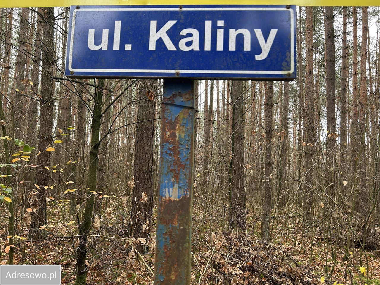 Działka leśna Adamów-Wieś, ul. Kaliny. Zdjęcie 10