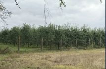 Działka rolna Mirowice, ul. Sosnowa. Zdjęcie 2