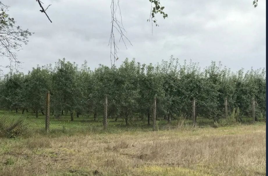 Działka rolna Mirowice, ul. Sosnowa. Zdjęcie 3