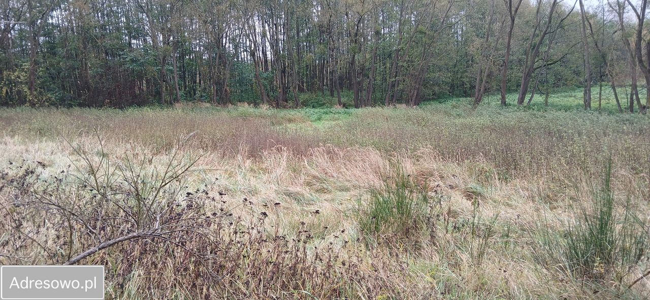 Działka rolno-budowlana Krzęcin. Zdjęcie 4