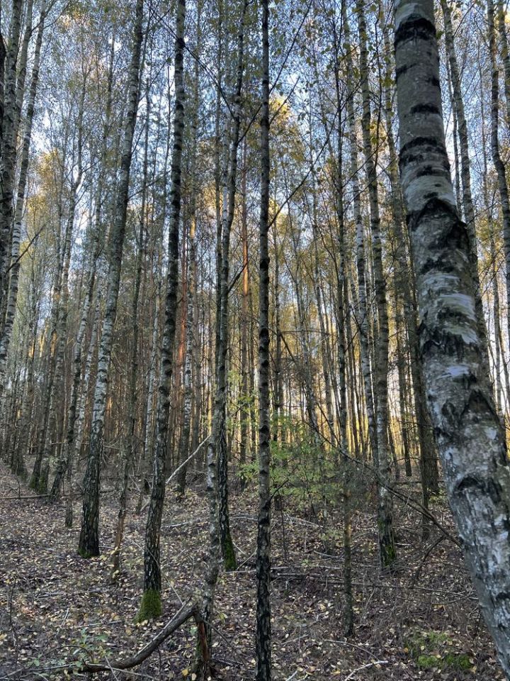 Działka leśna Marianka. Zdjęcie 2