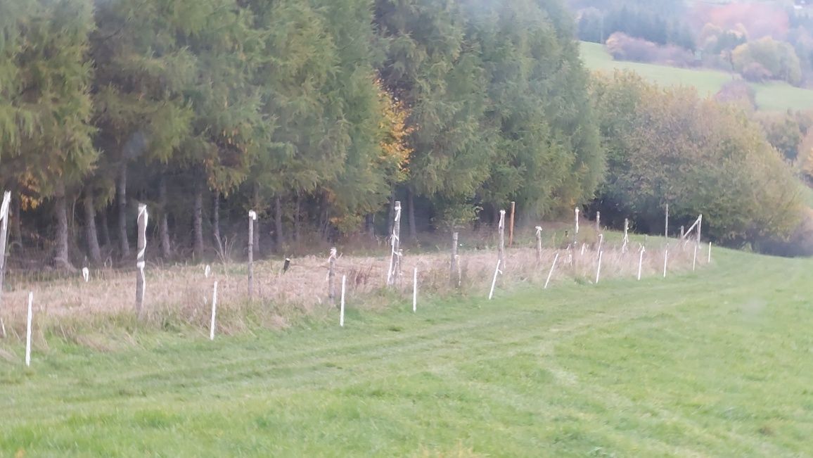 Działka leśna Krościenko nad Dunajcem. Zdjęcie 3