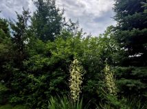 Działka budowlana Nowy Krępiec, ul. Kwiatowa. Zdjęcie 3