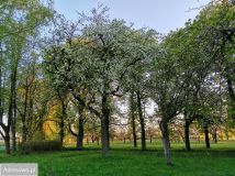 Działka siedliskowa Sobolew, ul. Żelechowska. Zdjęcie 3