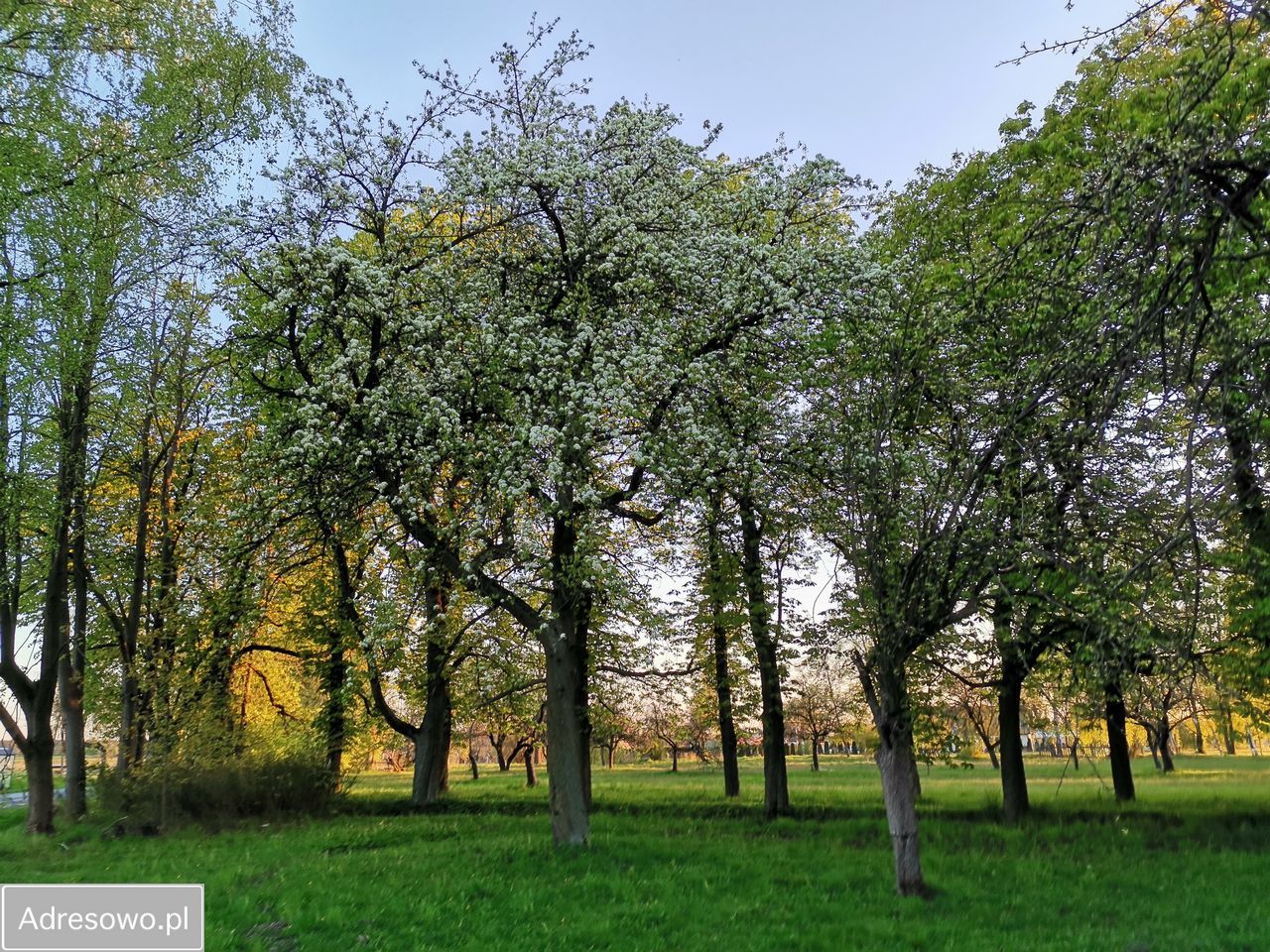 Działka siedliskowa Sobolew, ul. Żelechowska. Zdjęcie 4