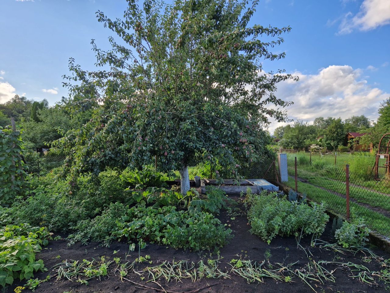 Działka rod Szczecin Wielgowo, ul. Tatarakowa. Zdjęcie 5