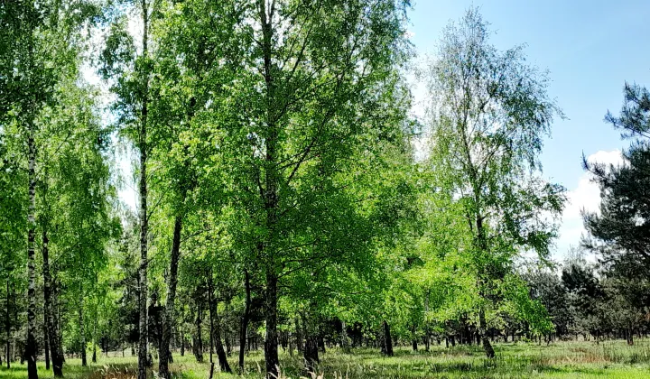Działka budowlana Korfowe