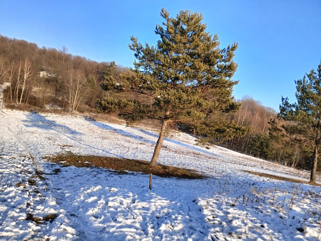 Działka budowlana Grabownica Starzeńska. Zdjęcie 2