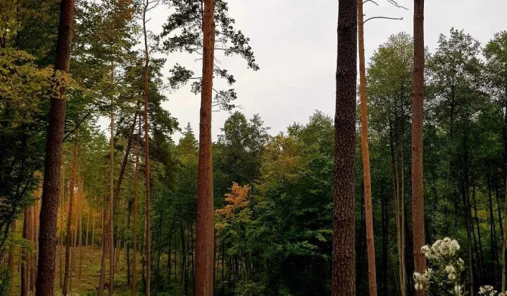 Działka rolno-budowlana Łask, ul. Kresowa