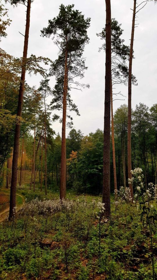 Działka rolno-budowlana Łask, ul. Kresowa