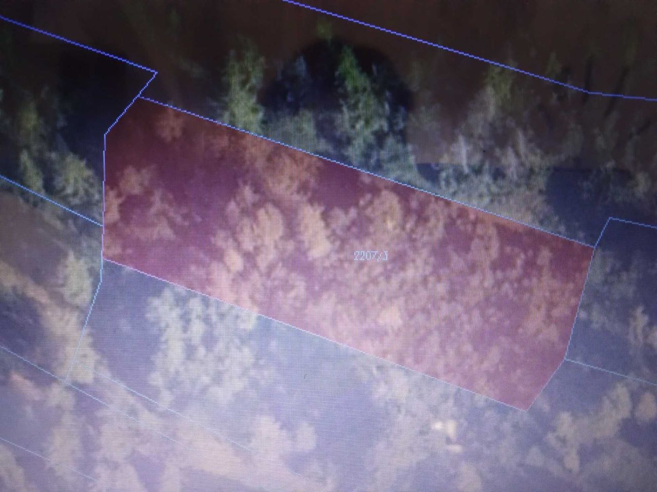 Działka leśna Pieniążkowice. Zdjęcie 2