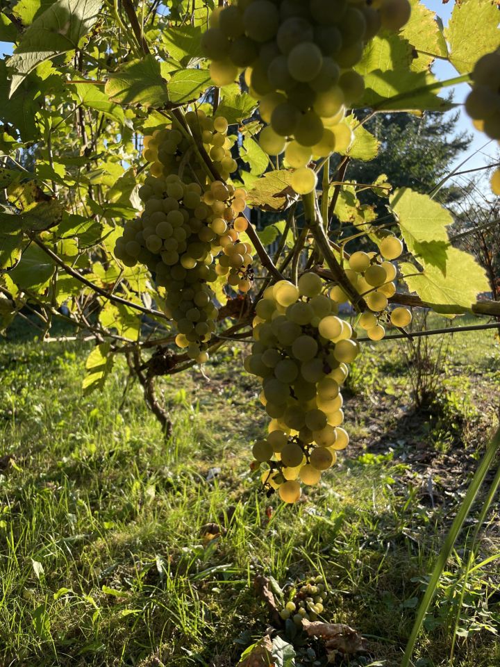 Działka rekreacyjna Kraków Bronowice, ul. Eljasza Walerego Radzikowskiego. Zdjęcie 3