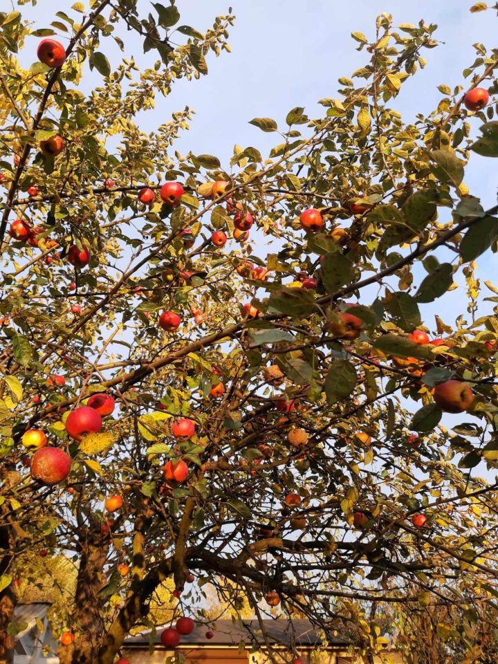 Działka rod Łódź Widzew, ul. Telefoniczna. Zdjęcie 7