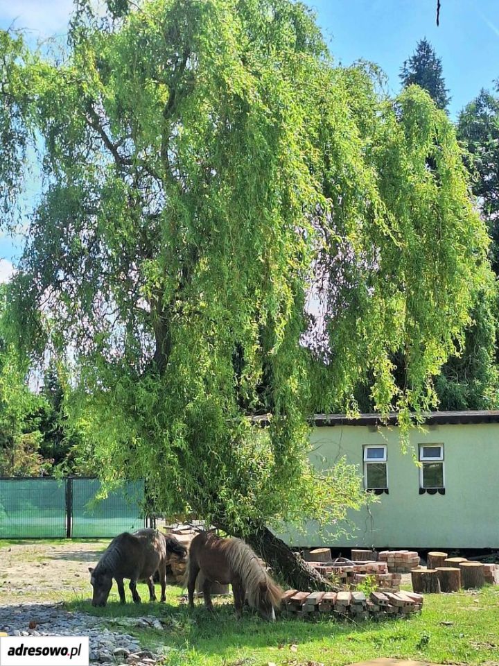 dom wolnostojący, 4 pokoje Wabienice. Zdjęcie 14
