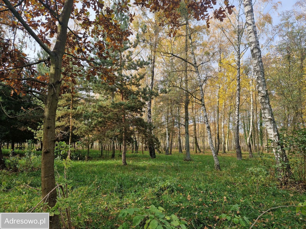 Działka budowlana Cholewy. Zdjęcie 7