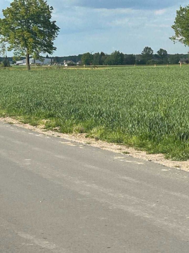 Działka budowlana Zbuczyn, ul. Starowiejska