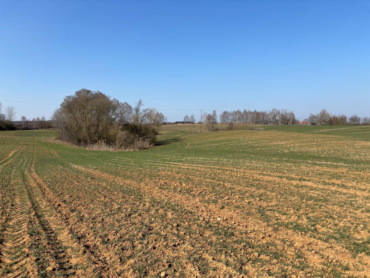 Działka siedliskowa Rgielsko. Zdjęcie 8