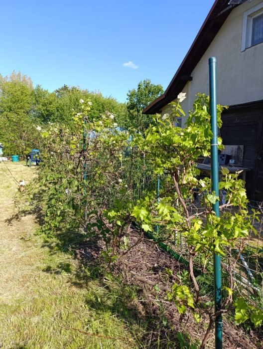 dom letniskowy, 4 pokoje Gdańsk Stogi, ul. Zawiślańska. Zdjęcie 7