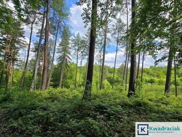 Działka leśna Końskie. Zdjęcie 1