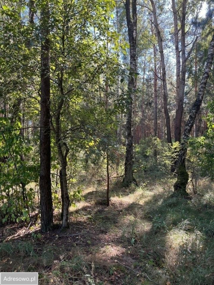 Działka rolna Ciechanowiec Ciechanowczyk. Zdjęcie 7