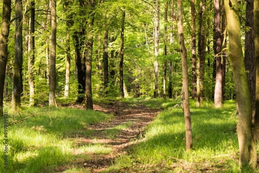 Działka leśna Koźmice Wielkie. Zdjęcie 2