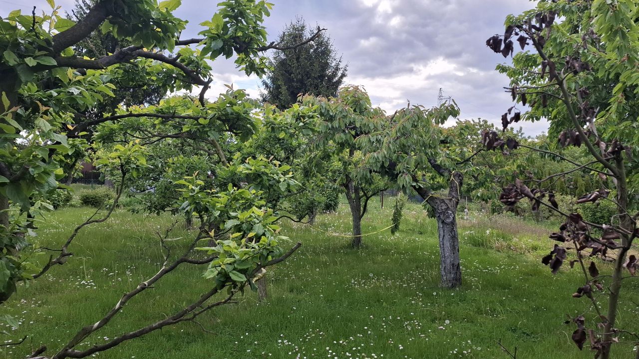 Działka rod Płock Radziwie, ul. Dobrzykowska. Zdjęcie 2