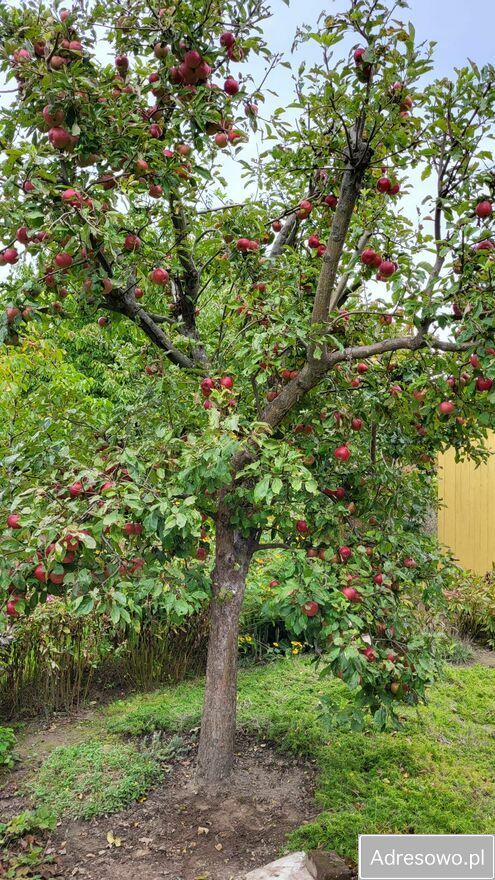 Działka rod Płouszowice. Zdjęcie 9