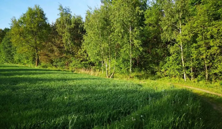 Działka rolna Bukówno Śliwiny