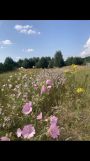 Działka budowlana Niewodnica Nargilewska. Zdjęcie 1