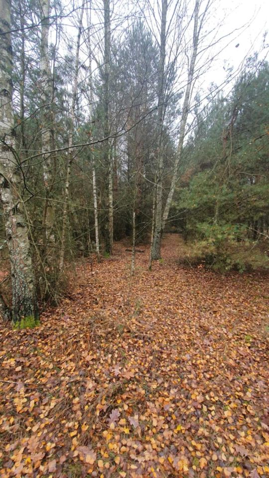 Działka leśna Helenów. Zdjęcie 6