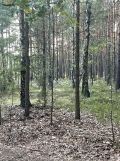 Działka budowlana Otwock Soplicowo, ul. Bernardyńska. Zdjęcie 3