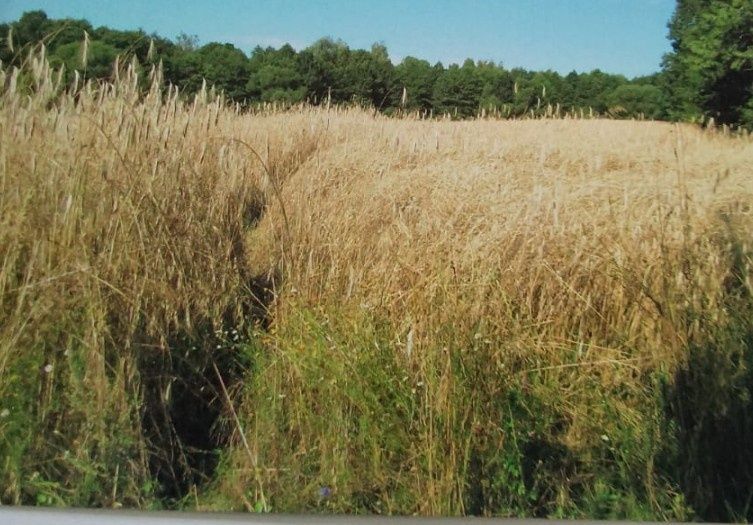 Działka siedliskowa Wojnity. Zdjęcie 6