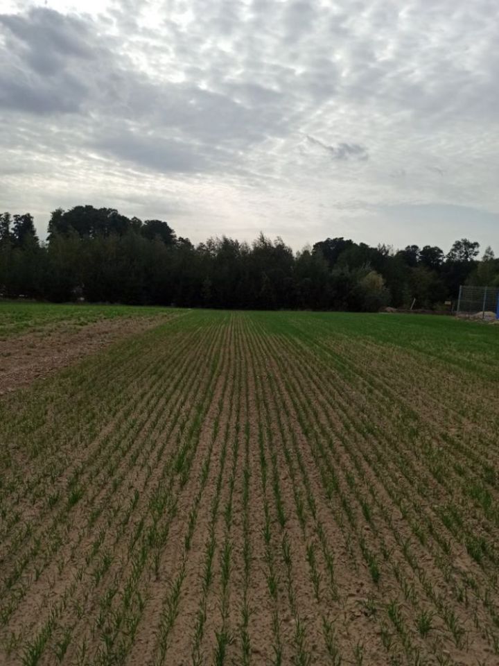 Działka budowlana Szwelice. Zdjęcie 6